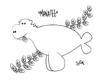 manatee