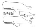 whales